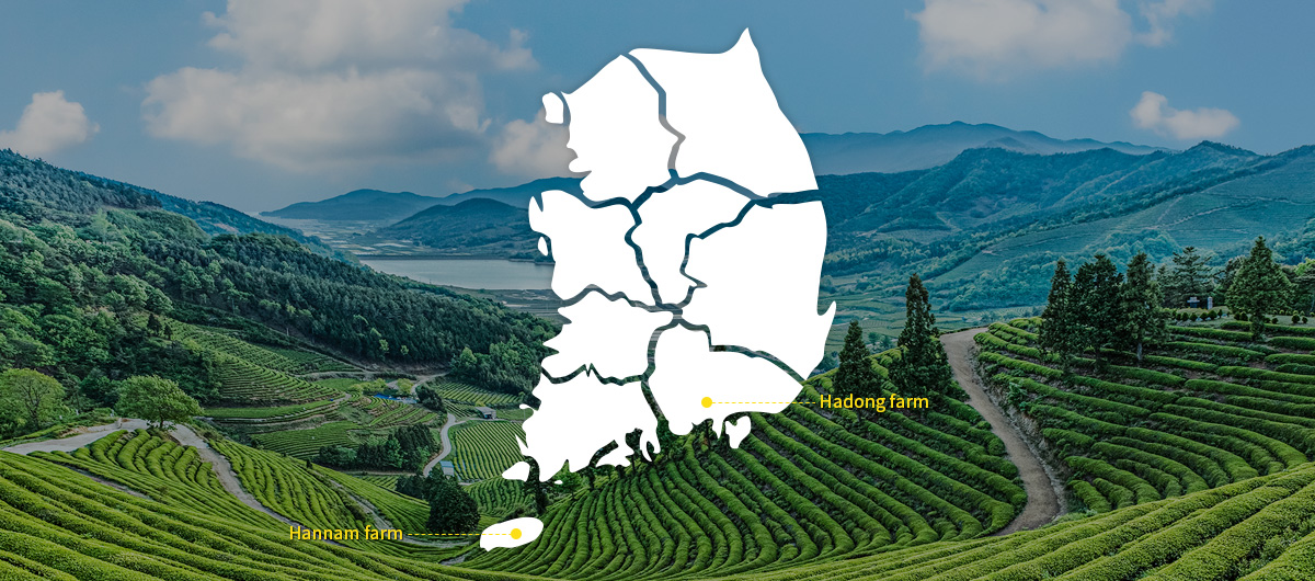 Tea gardens in Korea