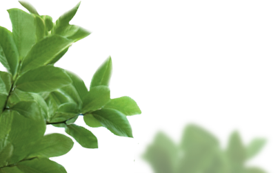section2_leaf1