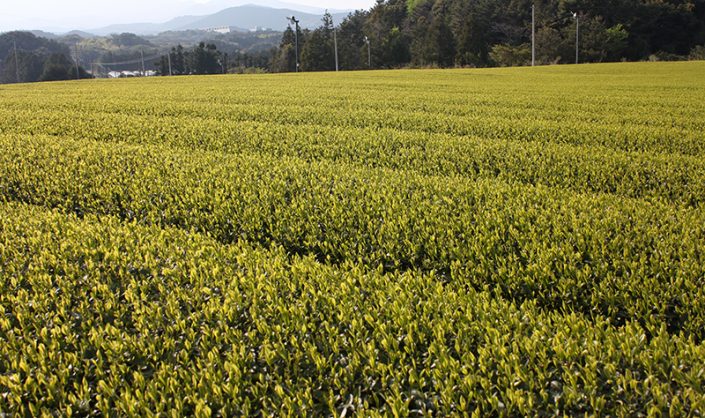 JeJU is the only place in the world that has been awarded the “triple crown” from UNESCO in the environmental field.