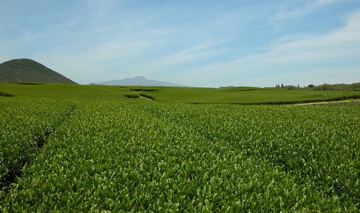 JeJU is the only place in the world that has been awarded the “triple crown” from UNESCO in the environmental field.