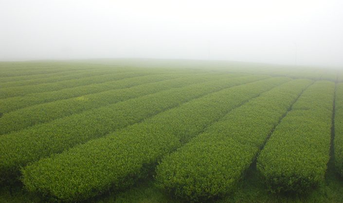 JeJU is the only place in the world that has been awarded the “triple crown” from UNESCO in the environmental field.